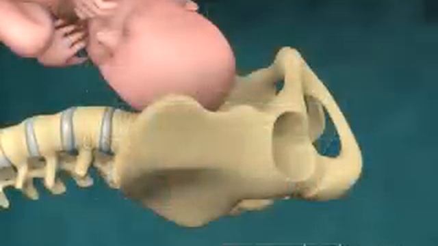 Childbirth Stations Of Presentation