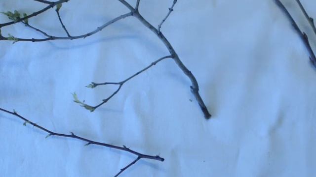 Весна зимой-проращивание листьев на ветках деревьев Germination Of Leaves On Tree Branches In Winte