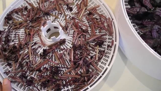 Как сушить базилик (веточки не выбрасываем!!!) смотреть онлайн