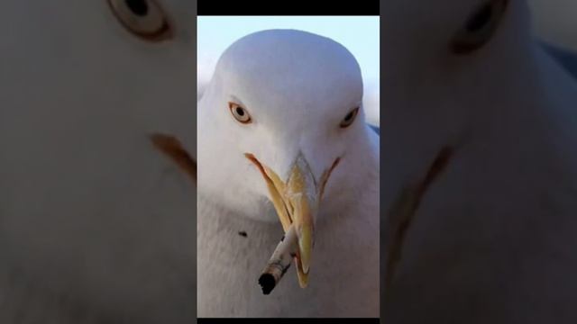 Снятся ли чайкам полеты над морем? #юмор #сатира #стихи #чайки #мурманск #авторские #творчество смотреть онлайн