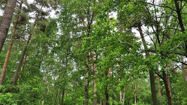 Звуки природы релакс смотреть онлайн