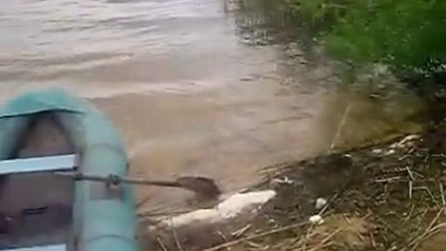 Сошки. Окуни. смотреть онлайн