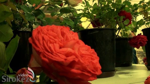 Резекне, Выставка РОЗ смотреть онлайн