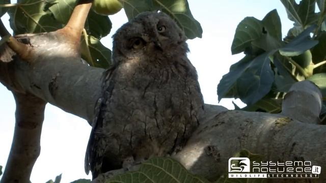 Assiolo (Otus Scops) - Common Scops Owl