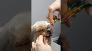 СТРИЖКА ЙОРКА/ АЗИАТСКИЙ СТИЛЬ/ Эпизод МАСТЕР-КЛАССА / GROOM SCHOOL