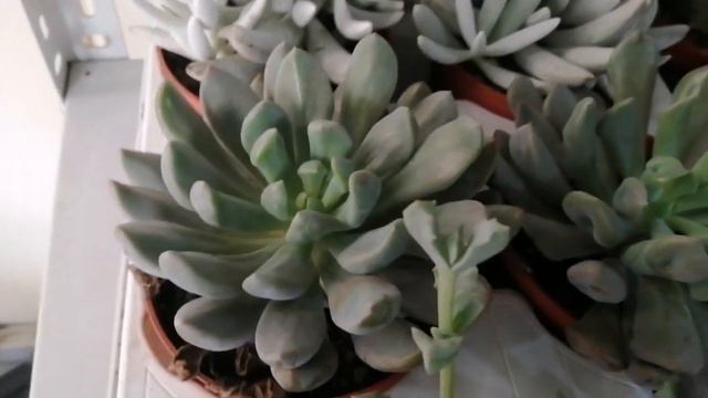 Özel tür kaktüs ve sukulentler смотреть онлайн