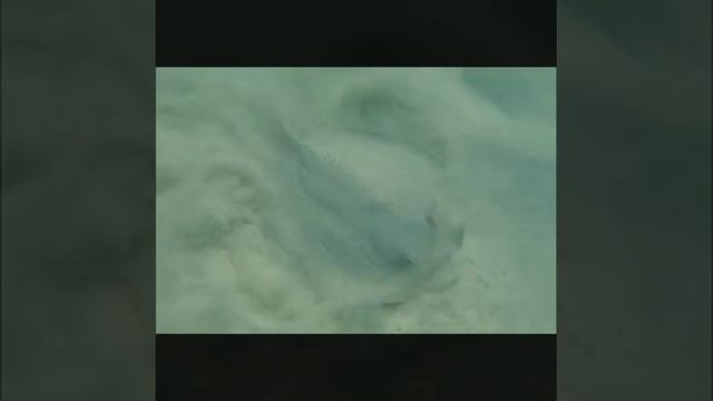 Heron Island, Australia смотреть онлайн