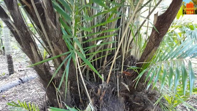 Formosa Palm - Arenga Engleri - Taiwan Sugar Palm - HD Video 01