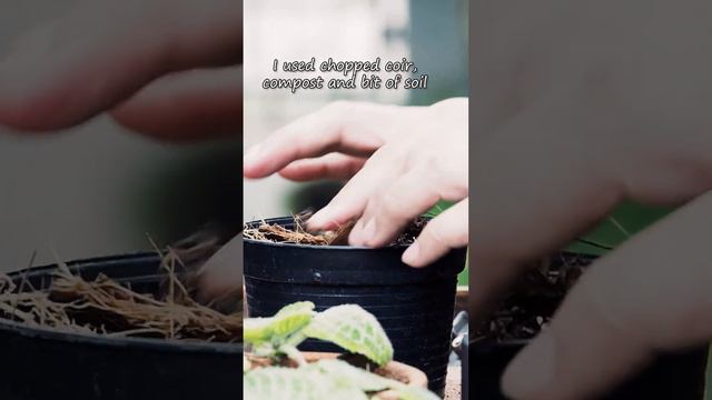 How I propagate Episcia смотреть онлайн