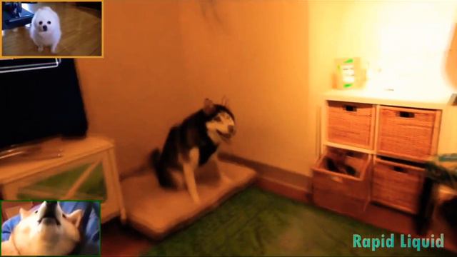 Imagine Doggos - Thunder [by Rapid Liquid] смотреть онлайн