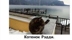 Котенок Рэдди. Глава 7. A MONSTER