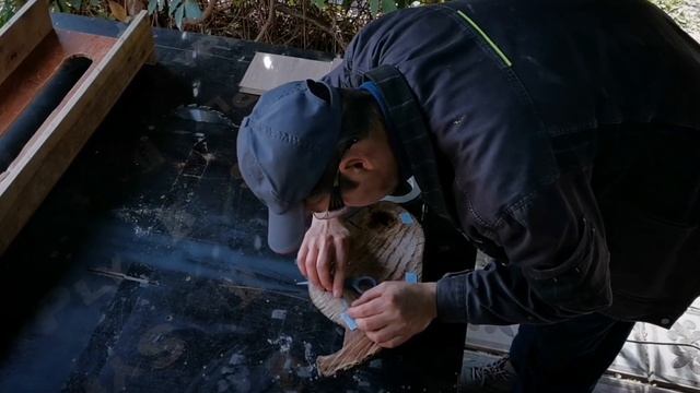 ПАЗОВАЯ прямая фреза АЛМАЗ, тестируем новую фрезу, выравнивание спила старого ДУБА смотреть онлайн