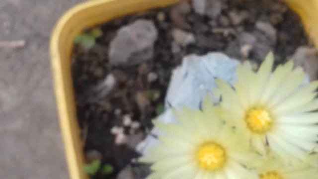 Цветение кактуса - Astrophytum ornatum смотреть онлайн