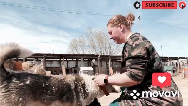Приучение собаки к ошейнику и поводку #кинология #зоопсихология смотреть онлайн