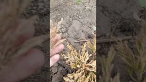 Можжевельник Лайм Глоу.(простите)?♀️Санитарная обрезка.16.05.2023