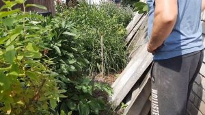 ДЕЛАЕМ МЕЖЕВАНИЕ ЗЕМЕЛЬНОГО УЧАСТКА#РЕАКЦИЯ СОСЕДЕЙ?