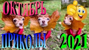 ПРИКОЛЫ 2021 САМЫЕ НОВЫЕ!!!!СМОТРЕТЬ ПРИКОЛЫ 2021!!!#19.mp4