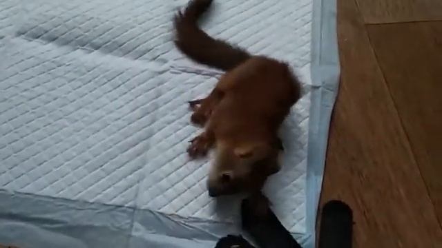 Baby squirrel with trauma on eardrum / Бельчонок с травмой барабанной перепонки уха смотреть онлайн