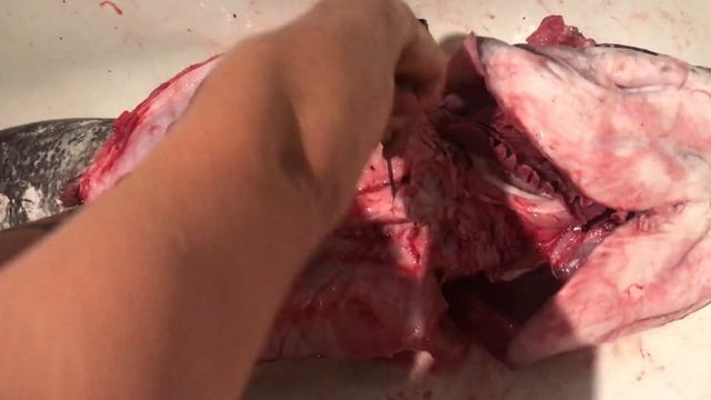 НИКОГДА НЕ РАЗДЕЛЫВАЙТЕ КРУПНОГО СОМА В ДОМАШНИХ УСЛОВИЯХ.СОМ 37.5 КГ.БОЛЬШОЙ СОМ!КАК РАЗДЕЛАТЬ РЫБ смотреть онлайн