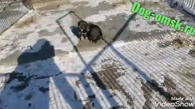 Новости от мамы КАТИ и её деток смотреть онлайн