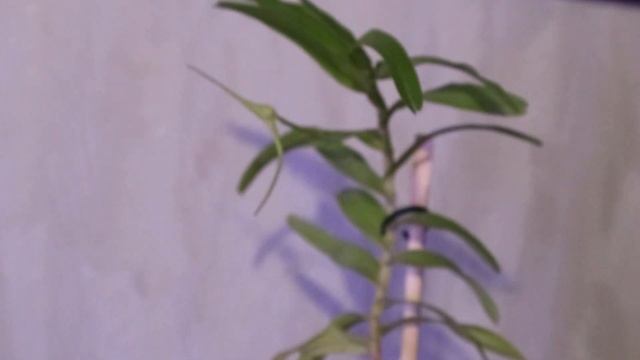 Angraecum Didieri, Angraecum Germinyanum и Dracula Cordobae