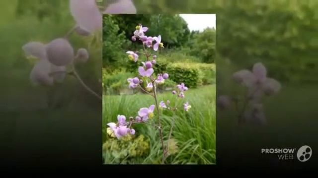 Thalictrum - garden plants смотреть онлайн