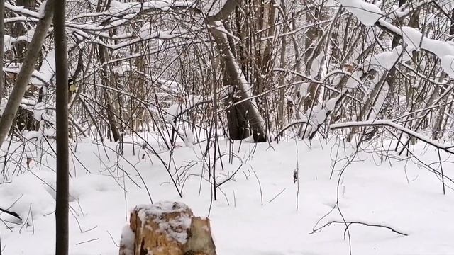 Синичка гаичка подскользнулась смотреть онлайн