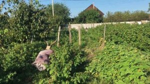 ЗАКРЫТИЯ СЕЗОНА || БИЗНЕС НА МАЛИНЕ #малина #саженцы  #ягода Бизнес идеи #новости