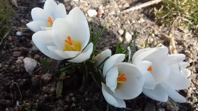 Что посеять (посадить) в сентябре- октябре? смотреть онлайн