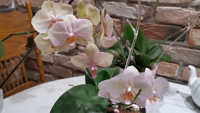 Купила Violet Queen пелорик. Сравнение легато и рэйнбоу. Чем они отличаются? Вайлет квин пелорик. смотреть онлайн