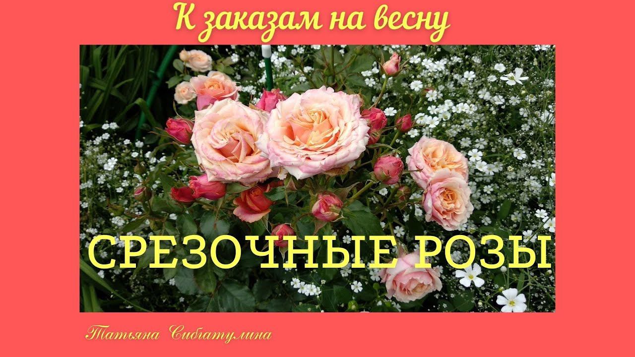 Срезочные розы. Так покупать , или нет. смотреть онлайн