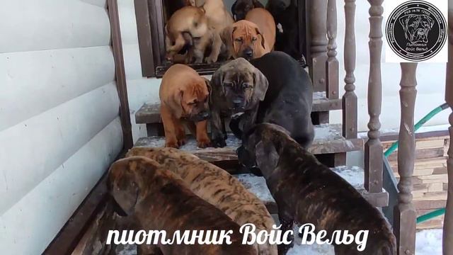 щенки Войс Вельд 2021 год. смотреть онлайн