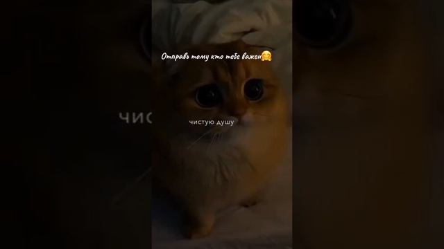 Спасибо за 60 подписчиков! Люблю вас ?? смотреть онлайн