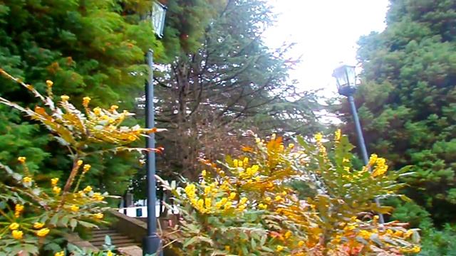 Магония японская. Территория санатория "Тихий Дон" в Лазаревском. смотреть онлайн