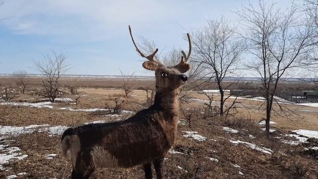 творческий проект Батоевой Чимиты "Скульптура оленя из конских волос", МБОУ 'КСОШ им Пурбуева Д.Ц." смотреть онлайн