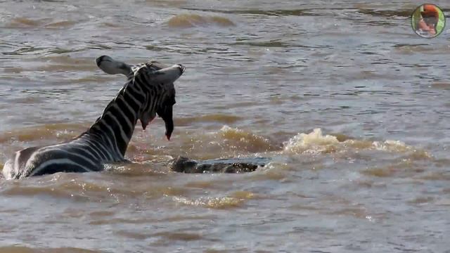 Zebras and Crocodiles - 4K video смотреть онлайн