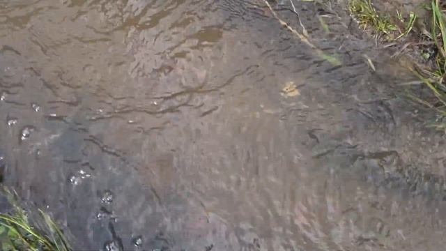 Наш ручей весной. Что интересного мы вытаскиваем из воды. Такой улов совсем не радует. смотреть онлайн