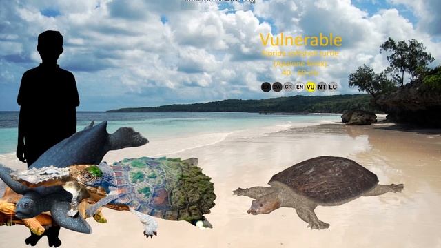 Turtles and Tortoises Size Comparison Living Extinct смотреть онлайн