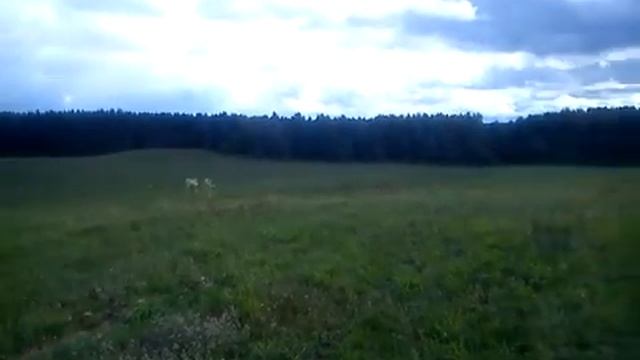 Дачный поселок "Волна" - участки на Можайском водохранилище смотреть онлайн