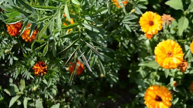 Июльские посадки. Ждем запоздавший урожай. Алыча таки нас порадовала. смотреть онлайн