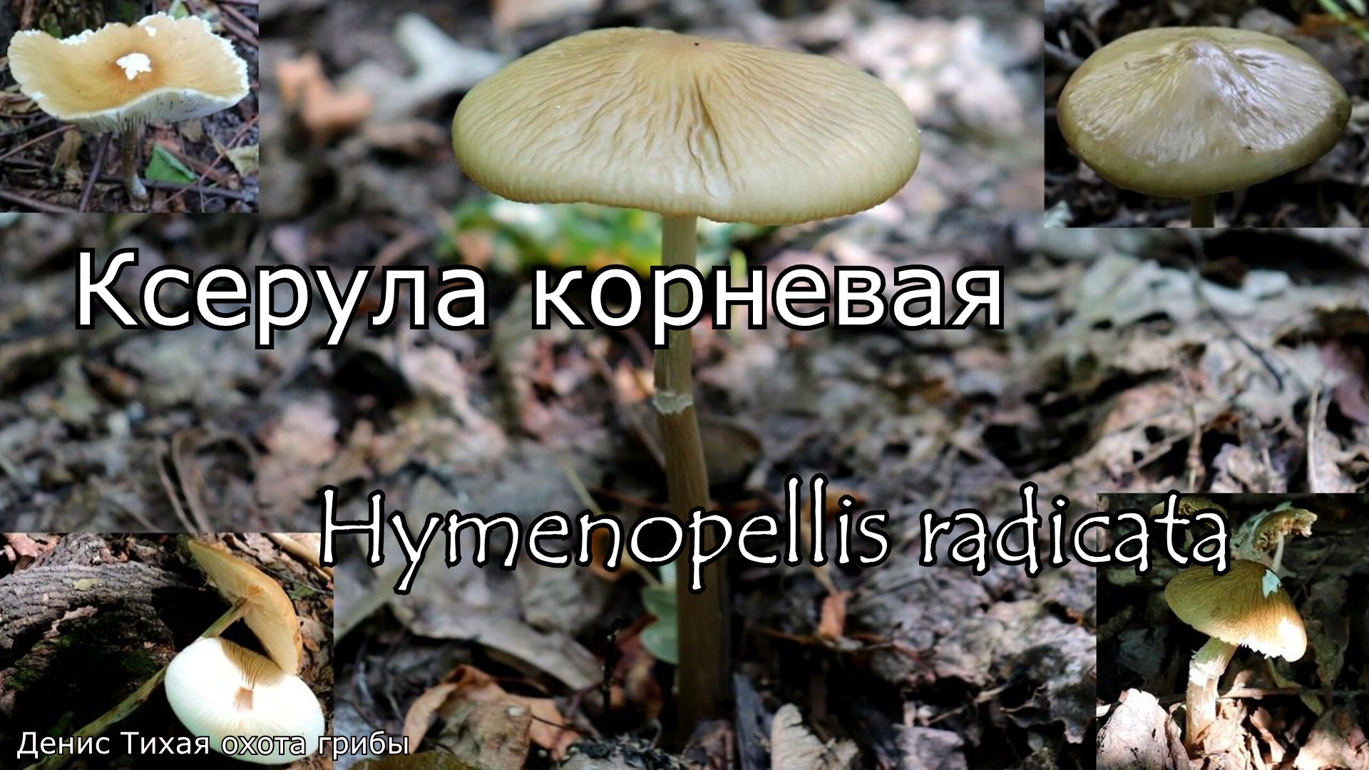 Гриб от гипертонии, грибковых заболеваний и рака САРКОМЫ - Ксерула корневая | Hymenopellis radicata смотреть онлайн