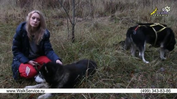 АЛЯСКИНСКИЙ МАЛАМУТ- мифы и реальность!