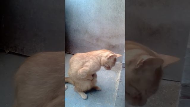 Кот Кенгуру)) смотреть онлайн