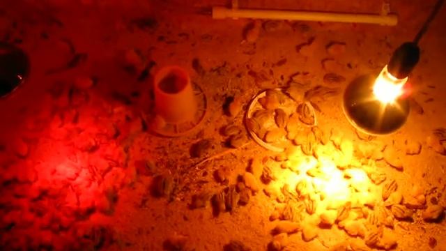 Выращиваем перепёлку с 0 СУТОК на опилке!!!!!!!!!!!!!! смотреть онлайн