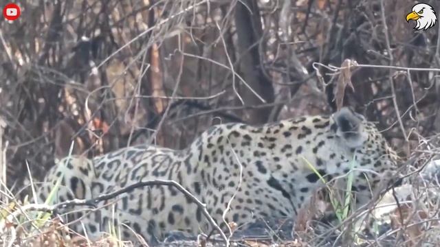 30 Moments Leopard attack dogs смотреть онлайн