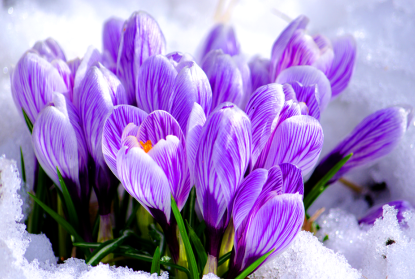 Подснежники