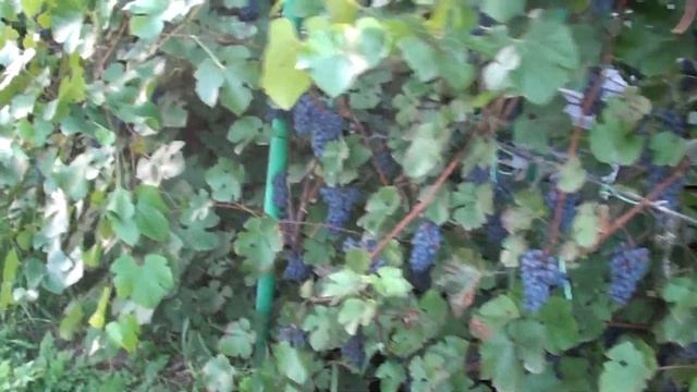 Виноград в Минусинске, более 10 ведер с куста смотреть онлайн