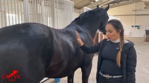 ЧАСТЬ #4: как выбрать лошадь???!!!!