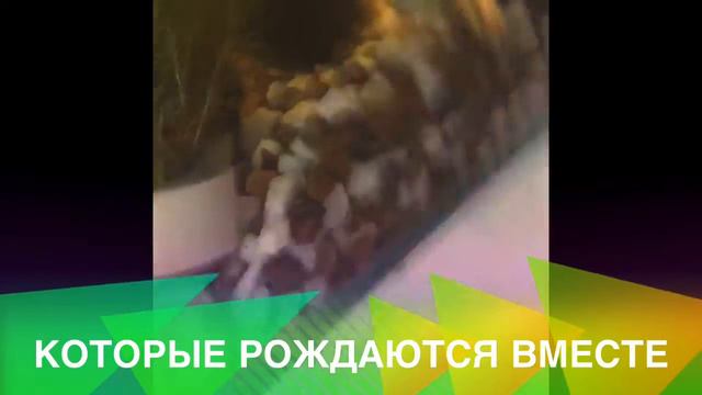 У Меня Появились Рыбки!!!! Обзор!!!! смотреть онлайн