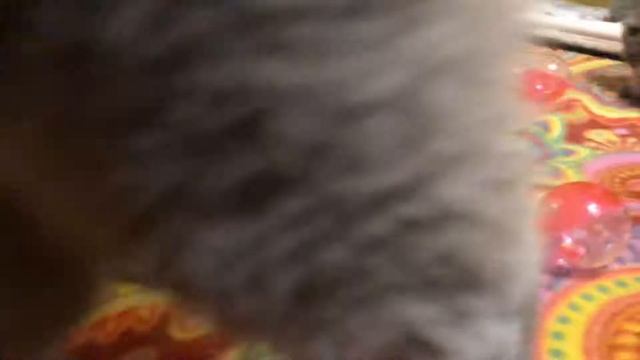 Маленькие котята. Британские котята смотреть онлайн